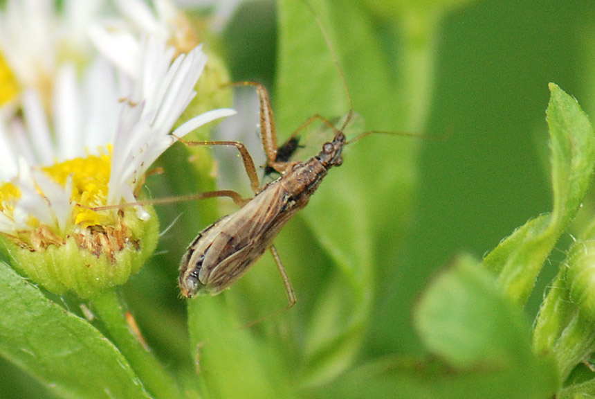 Nabidae: Nabis sp. del Vicentino